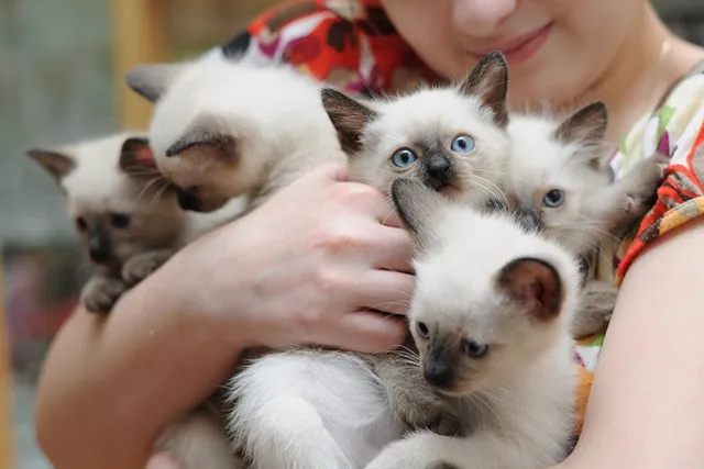 How Many Cats Can You Own In California (Legally & Ethically)