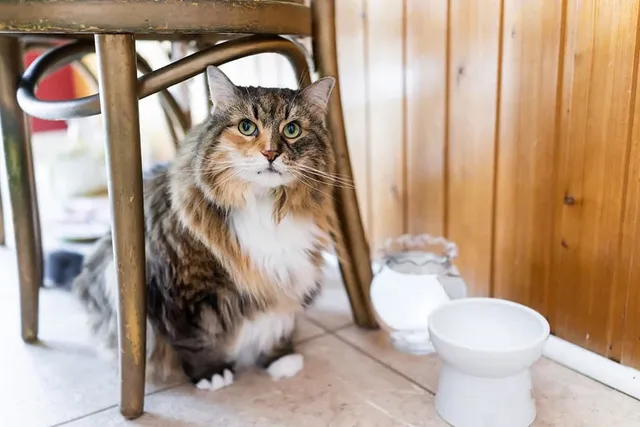 9 DIY Raised Cat Bowls You Can Make at Home (With Pictures)