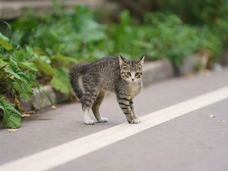 Cat-Tail-Puff-Angry-Scared