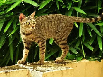 Can You Turn an Outdoor Cat Into an Indoor Cat? Facts & Tips