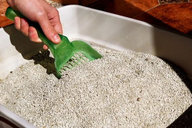 How to Dispose of Cat Poop: 4 Hygienic & Safe Methods