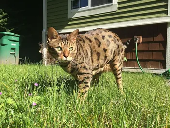 Cheetoh Cat Breed: Info, Pictures, Temperament & More