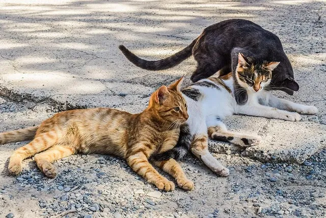Why Do Stray Cats Like Me? 7 Interesting Reasons