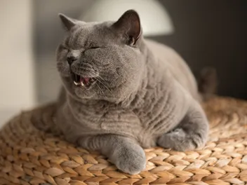 Why Is My Cat Meowing a Lot Suddenly? 6 Vet-Reviewed Reasons