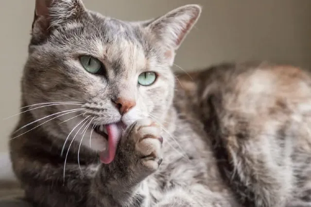 How Do Cats Cool Down? Vet-Reviewed Methods & Signs of Overheating