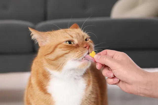 Supplements for Cats: Needs, Uses & Complete Guide (Vet Answer)
