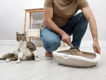 Is Cat Pee Toxic or Can It Make You Sick? Vet Verified Health Facts & FAQ
