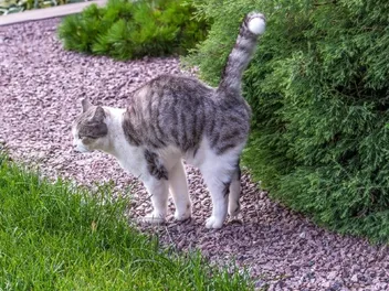 Why Is My Female Cat Spraying All of a Sudden? 5 Vet Reviewed Reasons