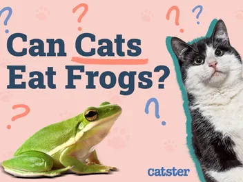 Can Cats Eat Frogs? Vet-Reviewed Safety Facts