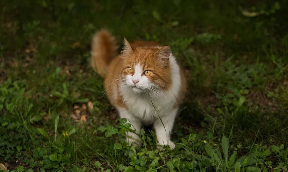 Orange and white domestic medium hair cat in the grass