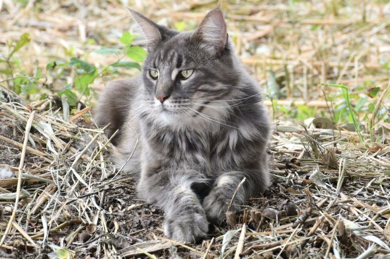 How Long Do Maine Coon Cats Live? Vet-Verified Lifespan & FAQ