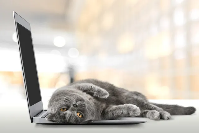 Why Is the Internet So Obsessed With Cats? 5 Potential Reasons