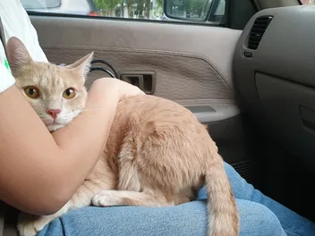 Why Do Cats Pee When Scared? 2 Reasons for This Behavior