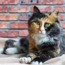 What Really Goes on Inside a Cat's Head All Day