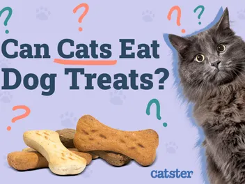 Can Cats Eat Dog Treats? Vet-Approved Nutrition Facts & FAQ