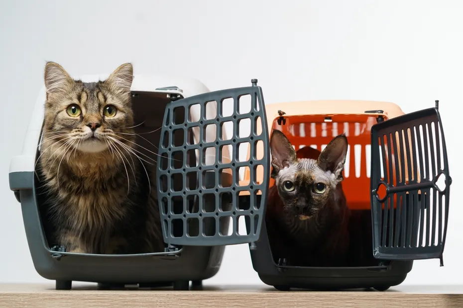 Two pet carriers and with cats