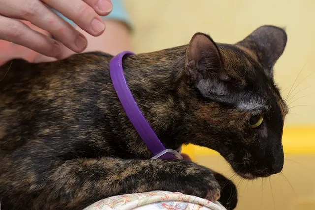 Do Flea Collars Work on Cats? Vet-Approved Facts & FAQ