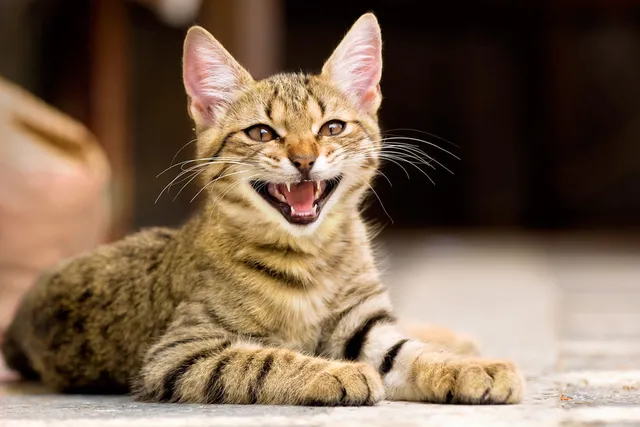 Do Cats Hiss When They Play Or Are They Fighting? Feline Behaviour Explained (Vet-Verified)