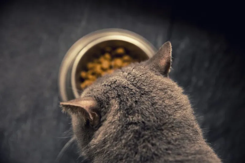 cat-not-eating