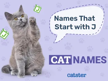 Most Popular Cat Names That Start with J: Unique & Inspiring Ideas