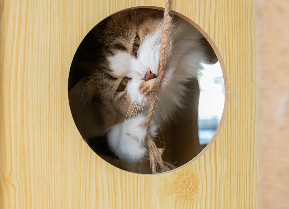 Cat bitting a rope