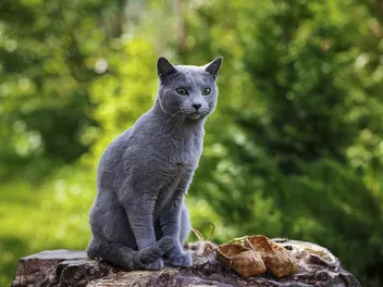 How Long Do Russian Blue Cats Live? Vet-Reviewed Lifespan & Care Tips