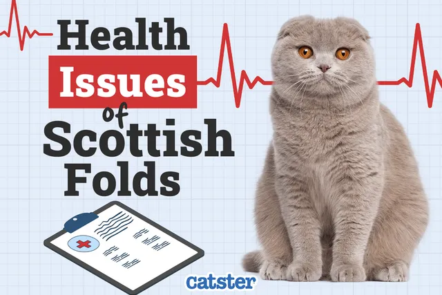 Scottish Fold Cat Health Problems: 7 Vet-Reviewed Issues