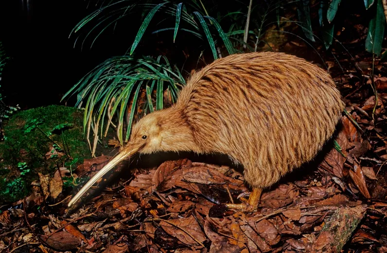 kiwi bird foraging at night