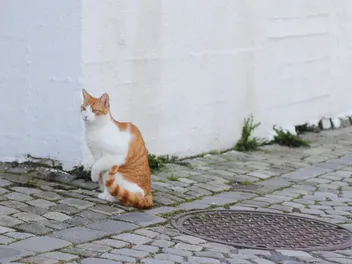 My Cat Is Limping But Still Jumping & Running, What's Wrong? Vet-Reviewed Advice