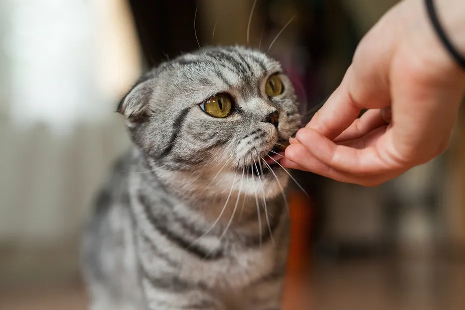 Picture of cat which is feeding by woman.