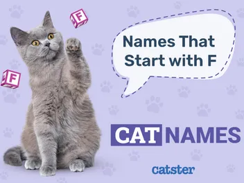 Most Popular Cat Names That Start With F for Your Furry Friend