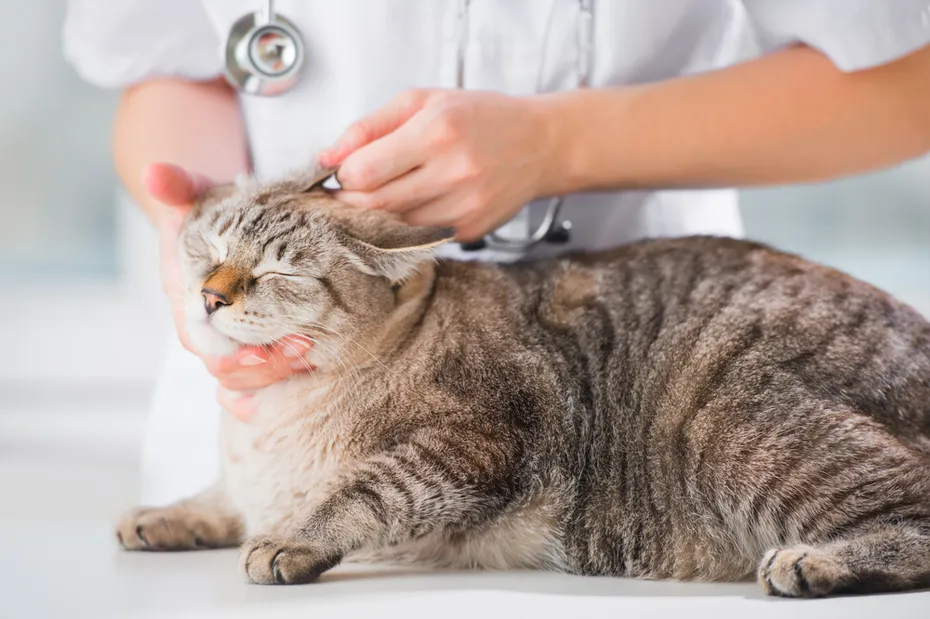 vet checking cat ear