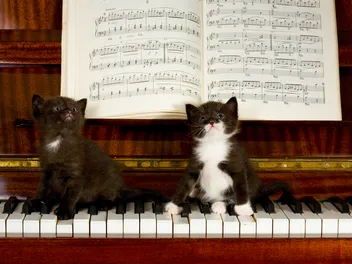 20 Awesome Album Covers With Cats on Them