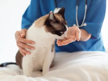 13 Vet-Verified Signs You Need to Take Your Cat to the Vet Right Away
