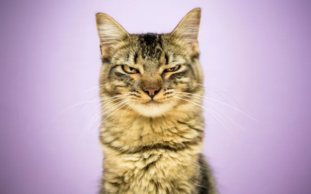 Cat World Domination Day 2026: When, What Is It & Tips to Survive
