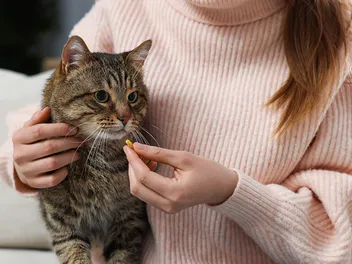 Pyrantel for Cats: Dosage, Uses, Side Effects (Vet Answer)