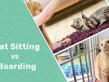 Cat Sitting vs Boarding: What to Consider, Pros & Cons (Vet Reviewed)