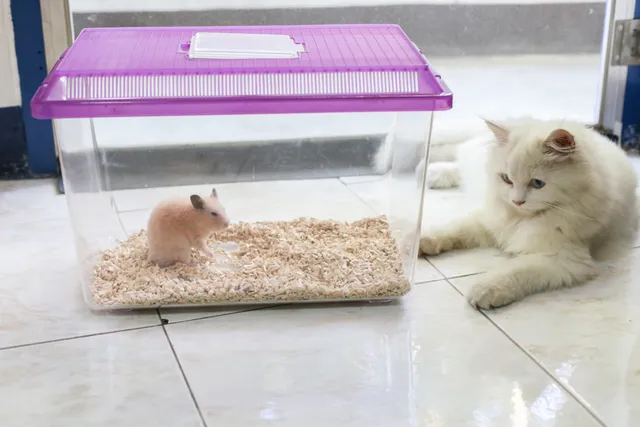 Will My Cat Eat My Hamster? Our Vet Explains