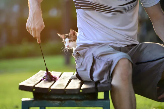 Why Does My Cat Sit Behind Me? 4 Possible Reasons & Vet-Verified FAQ
