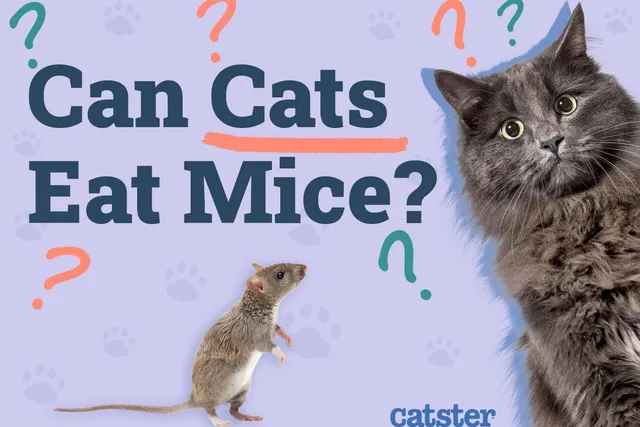 Can Cats Eat Mice? Vet-Reviewed Facts & Safety Guide