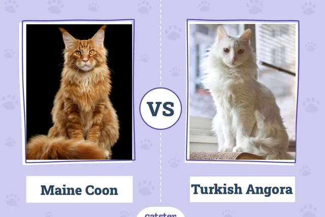 Maine Coon vs Turkish Angora: The Differences (With Pictures)