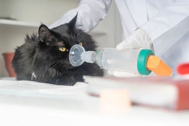 Fluid in a Cat's Lungs: Symptoms, Care, & Treatment (Vet Answer)