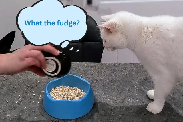 My Cats Try Tofu: A Litter Experiment