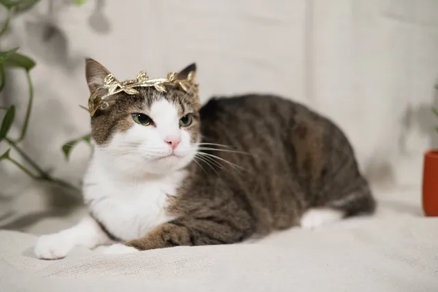 How to Take Amazing Photos of Your Cat: 7 Helpful Tips