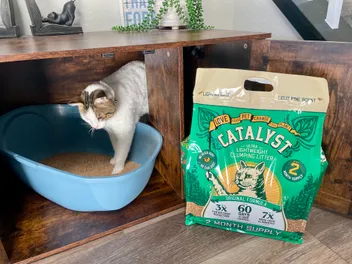 Catalyst Pet Litter Review: Our Expert’s Opinion 2026