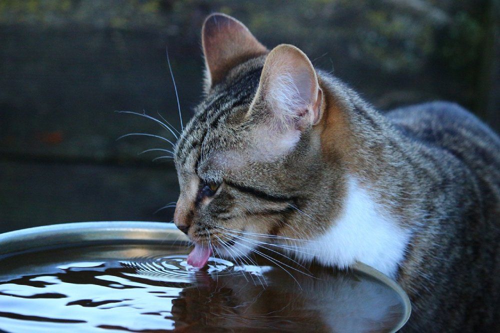 close up cat drinking water