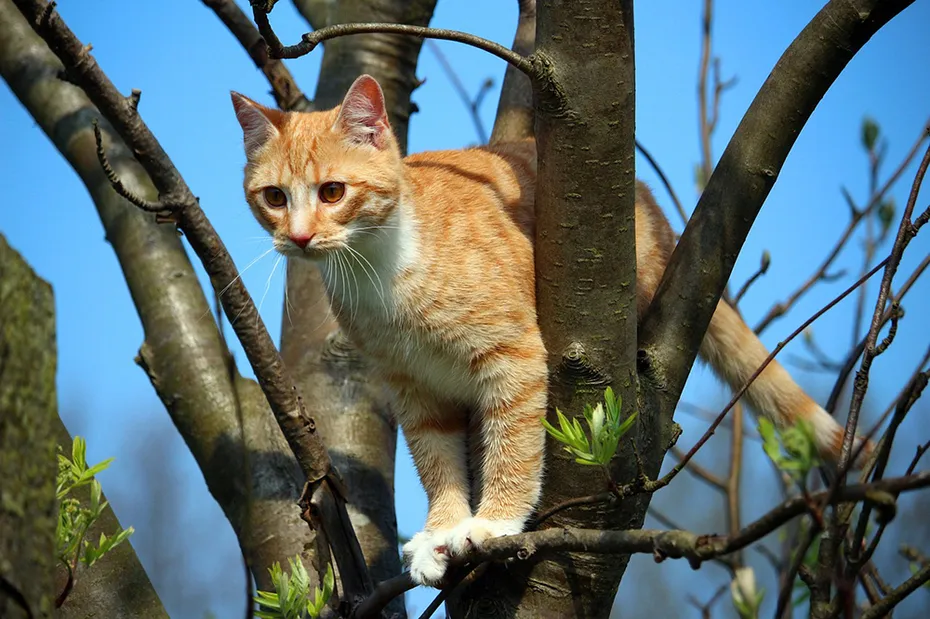 orange tabby cat on the tree