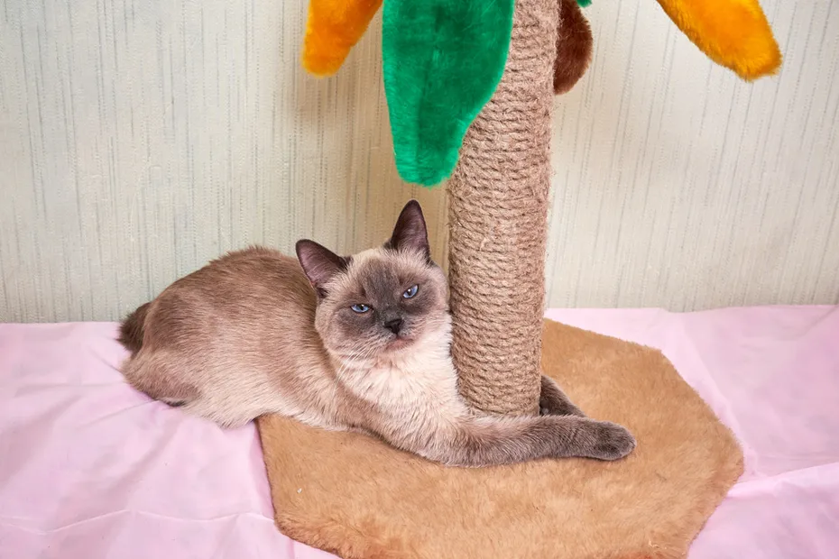 cat at the base of the cat tree