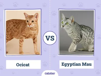 Ocicat vs Egyptian Mau: Main Differences (With Pictures)