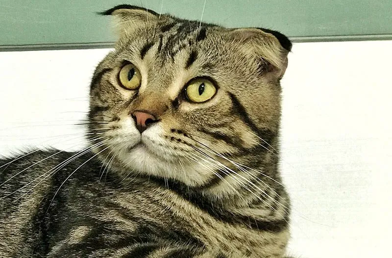 tabby Scottish fold maine coon cat mix